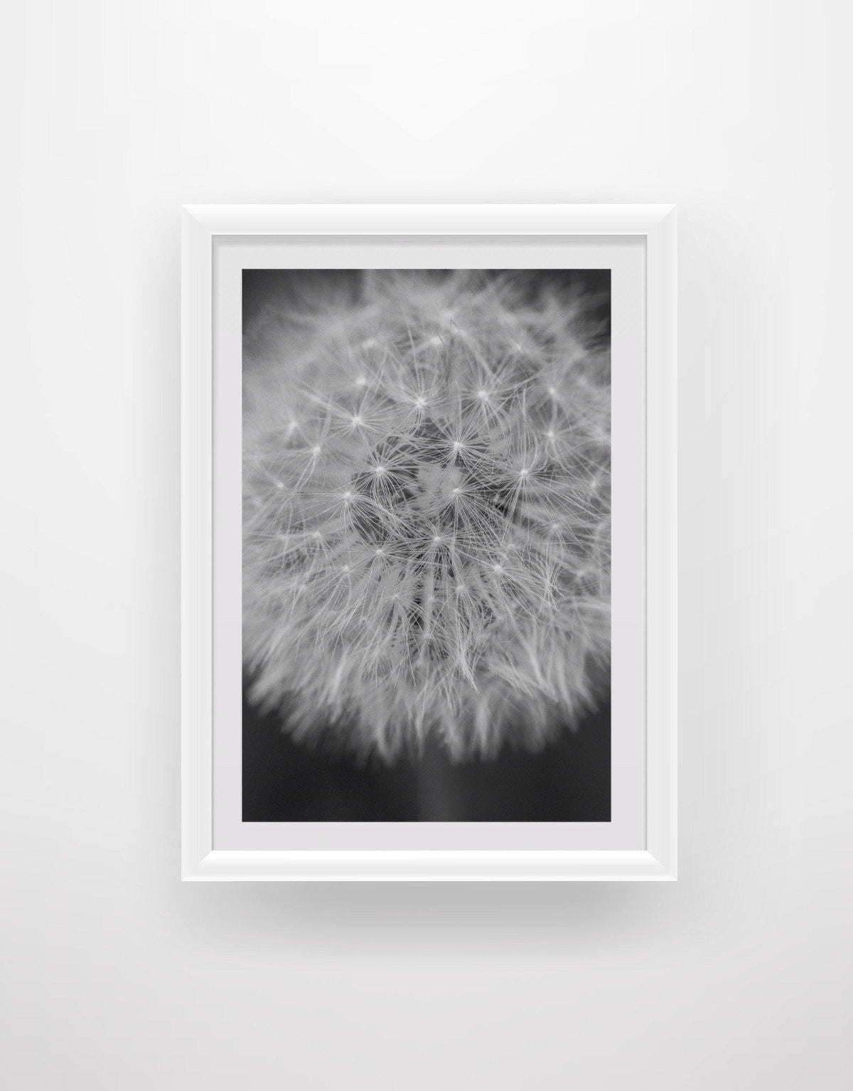Dandelion 1 - Chic Prints