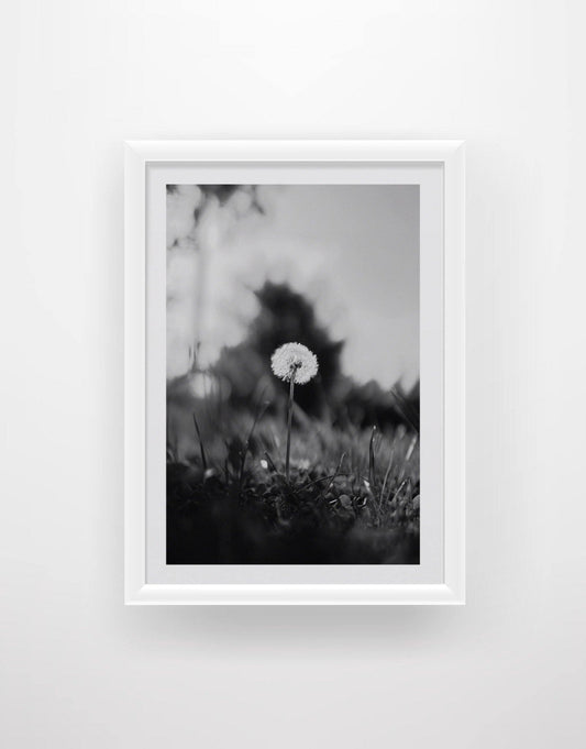 Dandelion 2 - Chic Prints