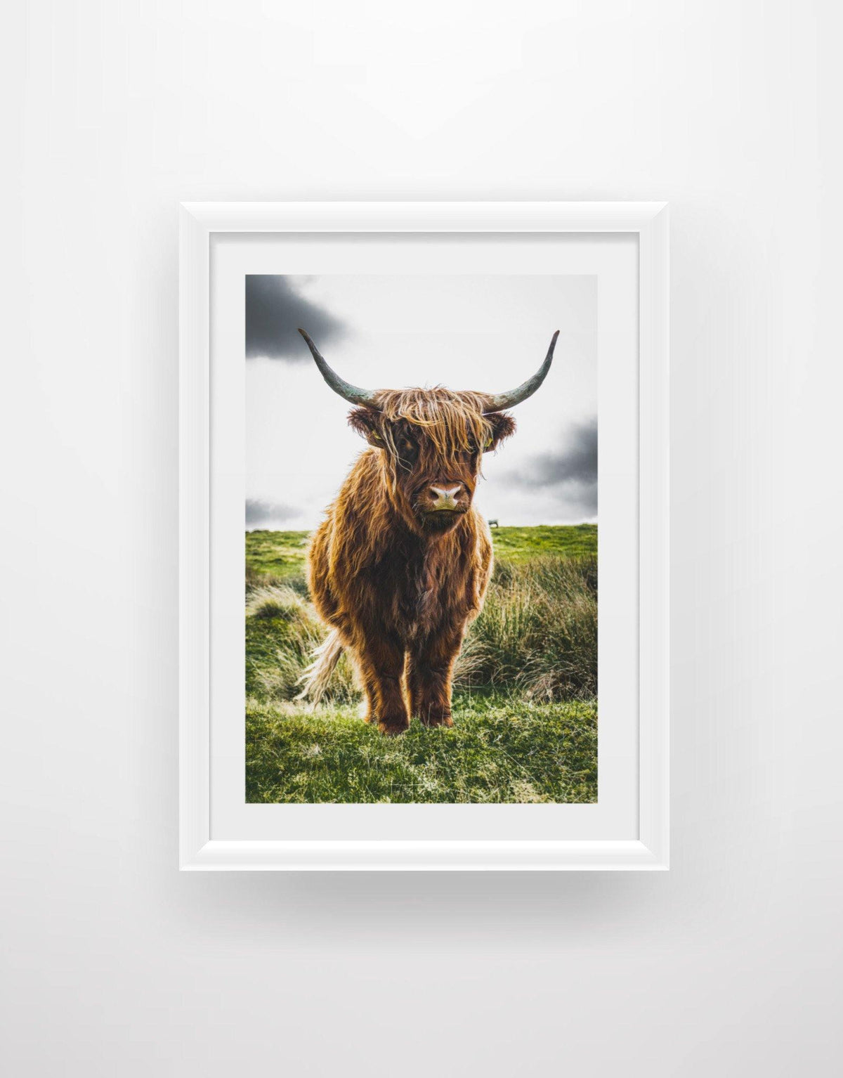 Highland Cow 2 - Chic Prints